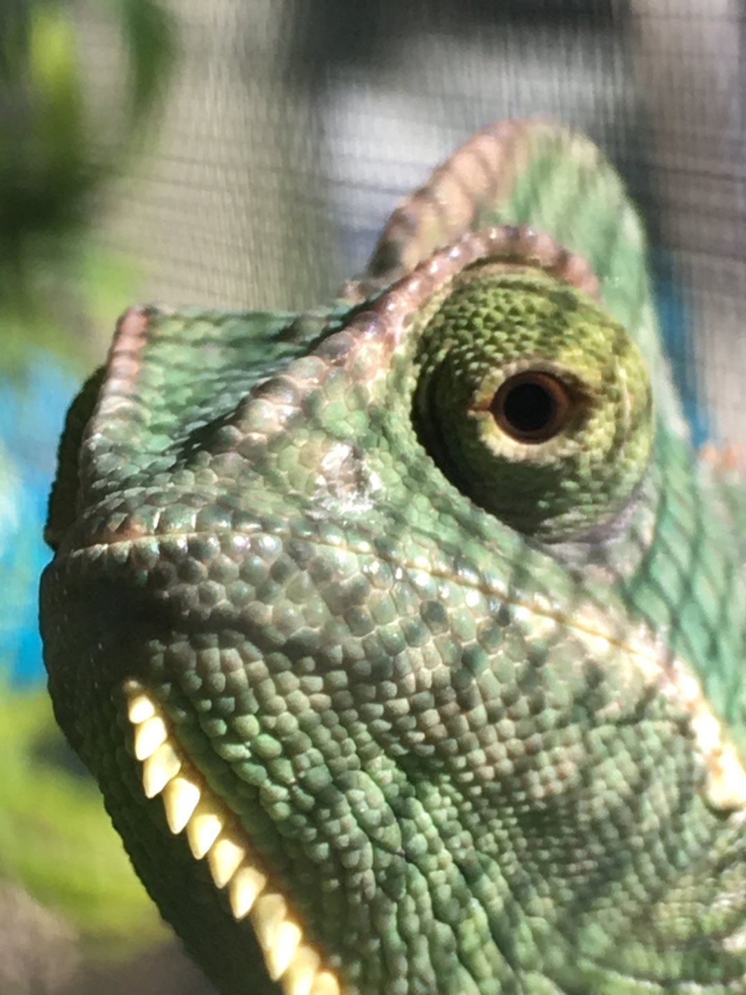 Charmeleons close up