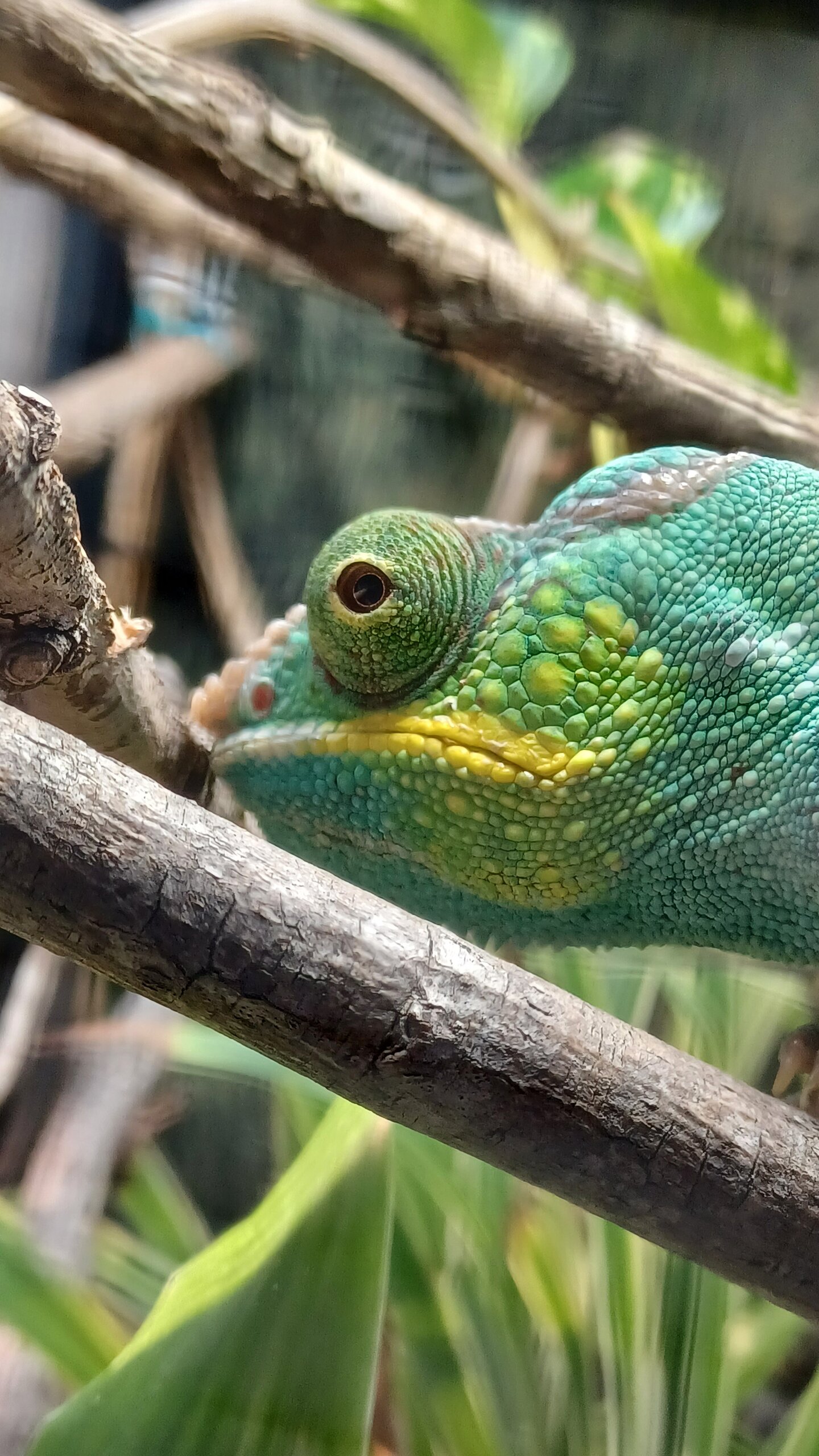 Chase thinking about the day ahead.