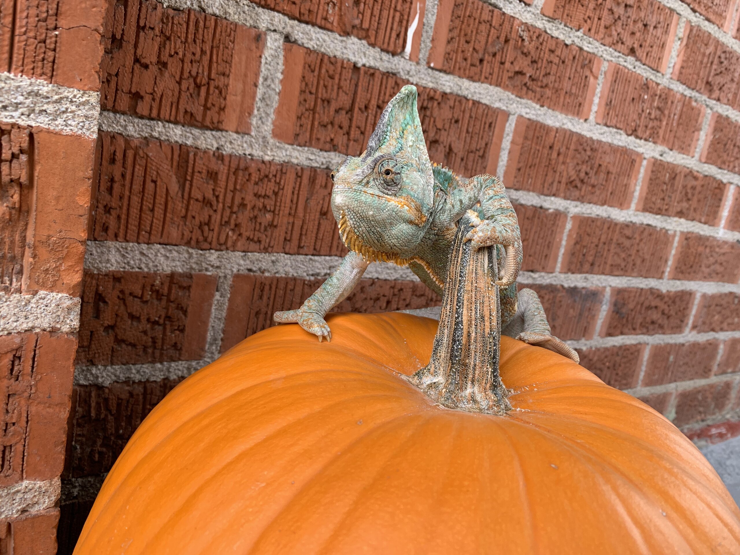 Cheater Cheater Pumpkin Eater.