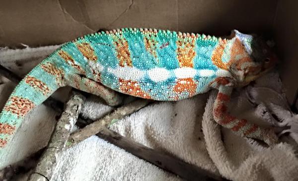 Checked on him halfway through our 8 hour drive back from FL to SC.... he was not pleased with me peeking at him.