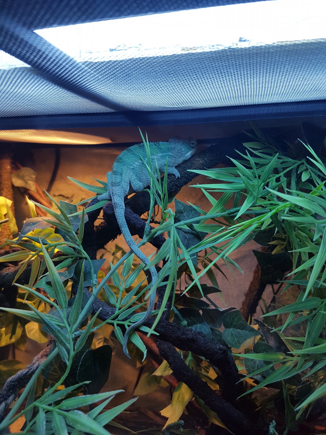 Checking out his first house