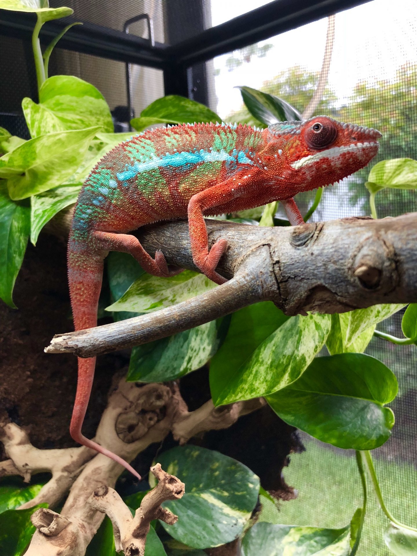 Checking out his new cage layout