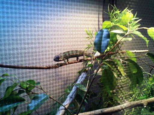 Checking out his new home...