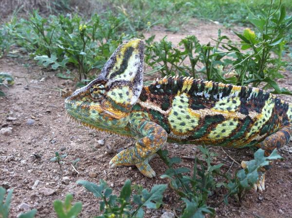 Checking out the desert/grass.