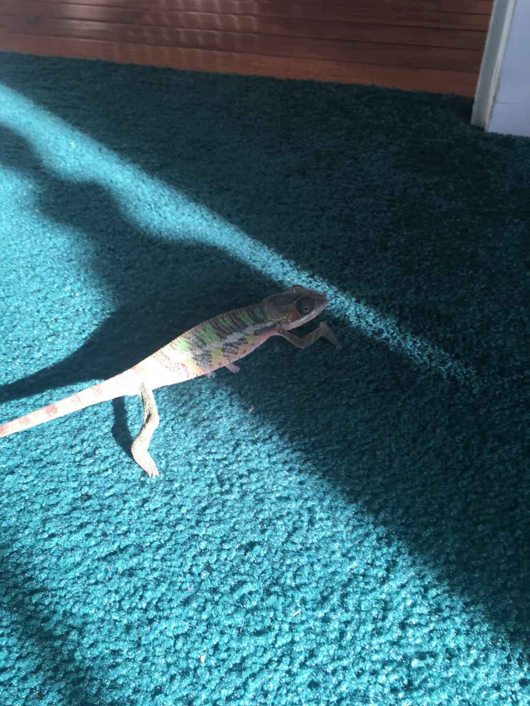 Checking out the living room