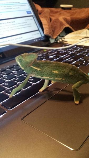checking the forums