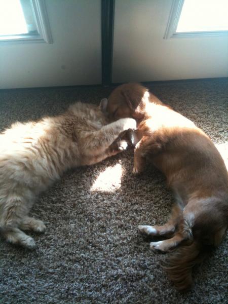 Chelsea and Shelby having their morning love session.