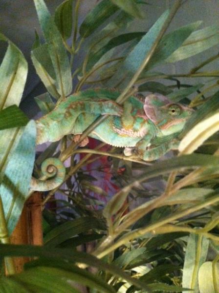 Chevy Up close on tree. His new favorite hang out. We let him hang out in the open for a little bit each day. He has started to shed, packed some weig