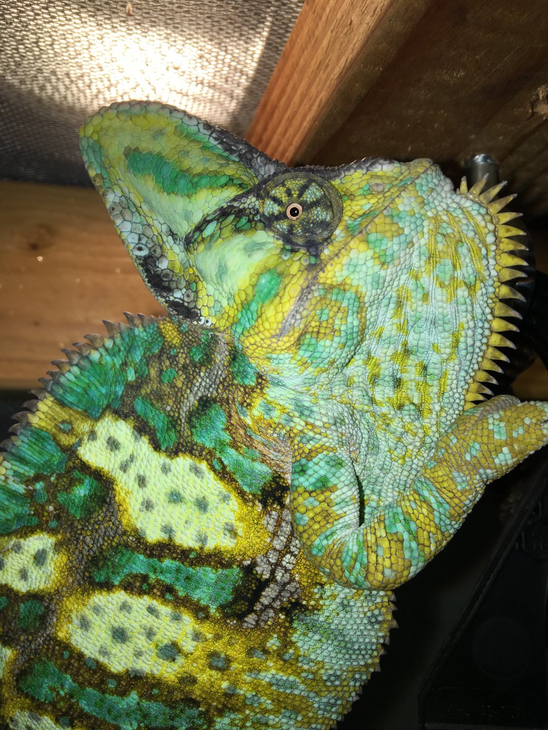Chevy Waking Up