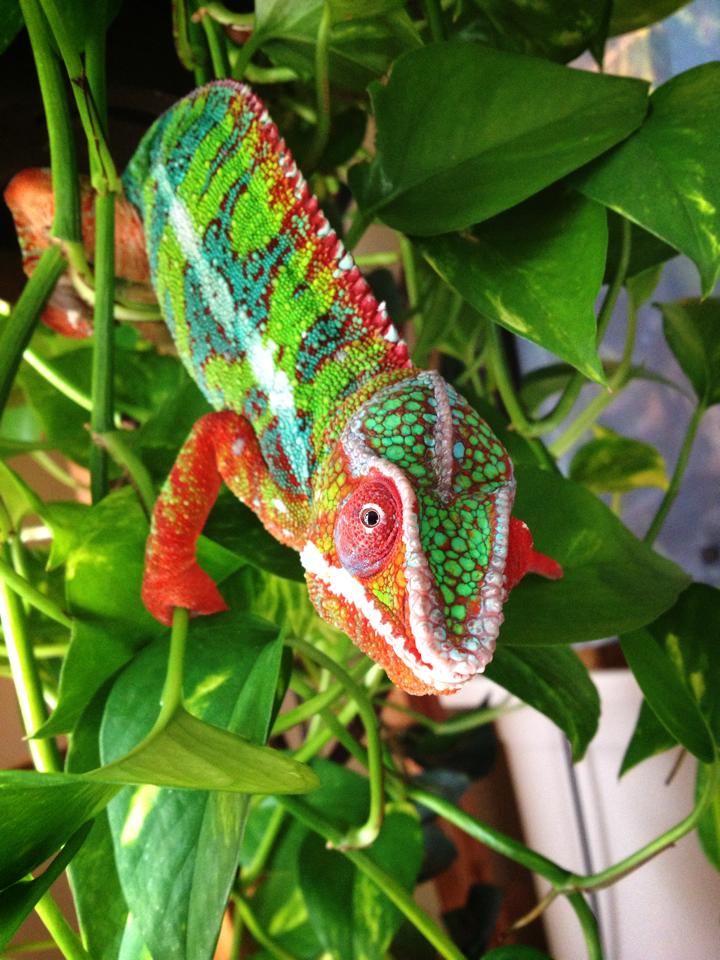 Chief Hanging Out In His Pothos