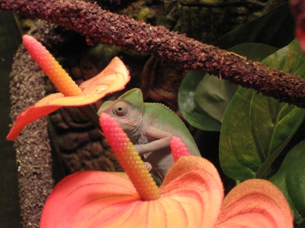 chillin under her fav fake flower.