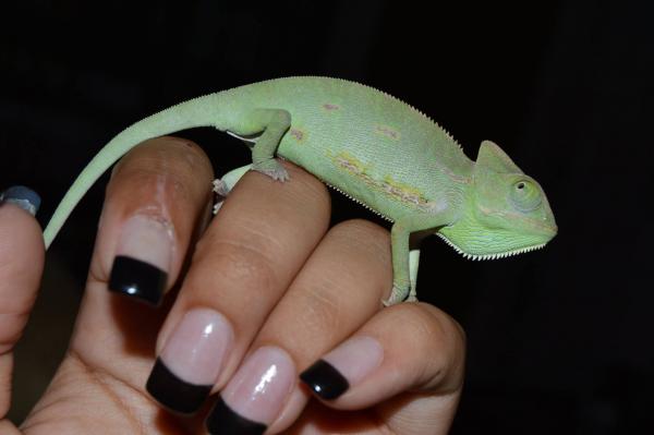 Chillin while his enclosure is being cleaned.