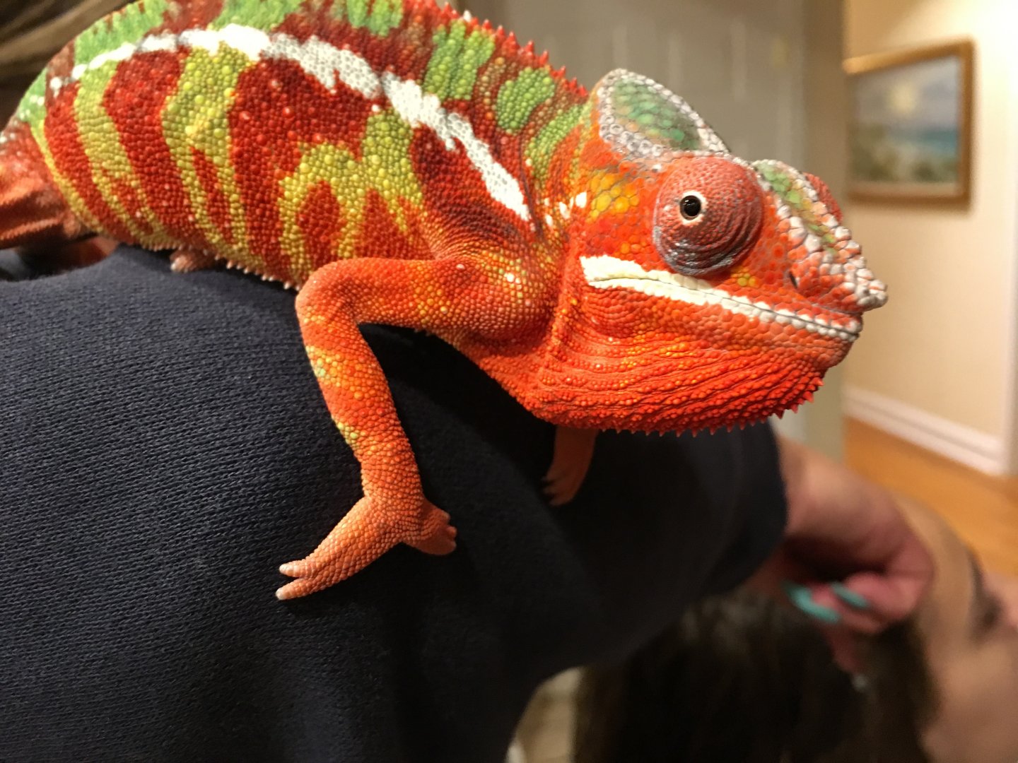 Chilling on moms elbo