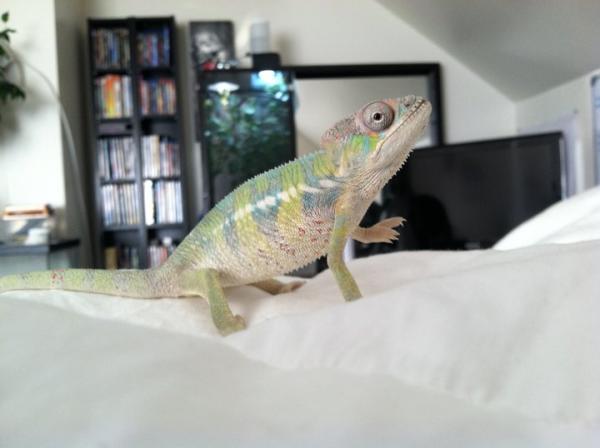 chilling on my blankets as a baby