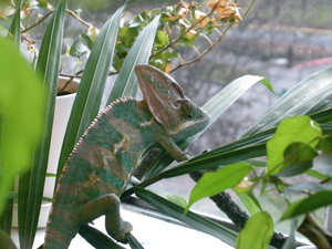 Chilling on the palm tree.