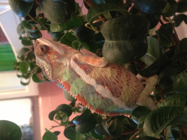 *Chill'n in the bathroom while I shower*

Sniper at 5.5 months and unknown weight