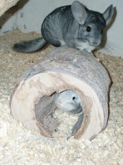 Chinchillas- Karlička and Flekoň