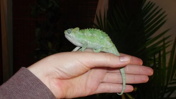 chloe (01-11-2012)