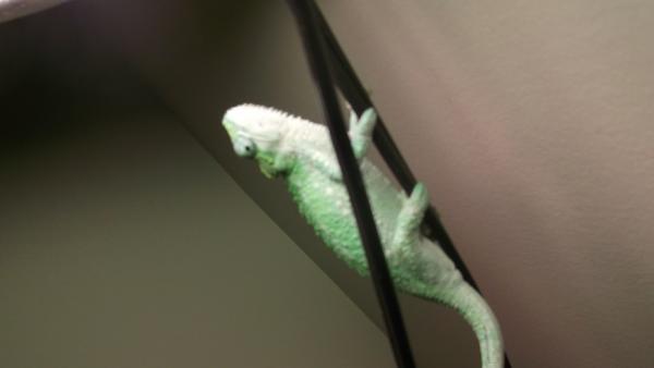 chloe basking(01-11-2012)