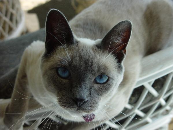 Chloe Never Gets Tired of Posing.