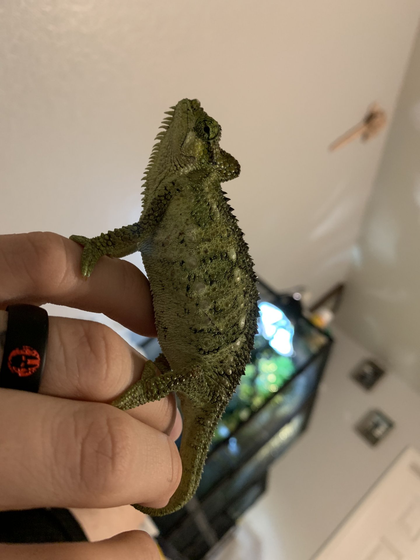 Chomper