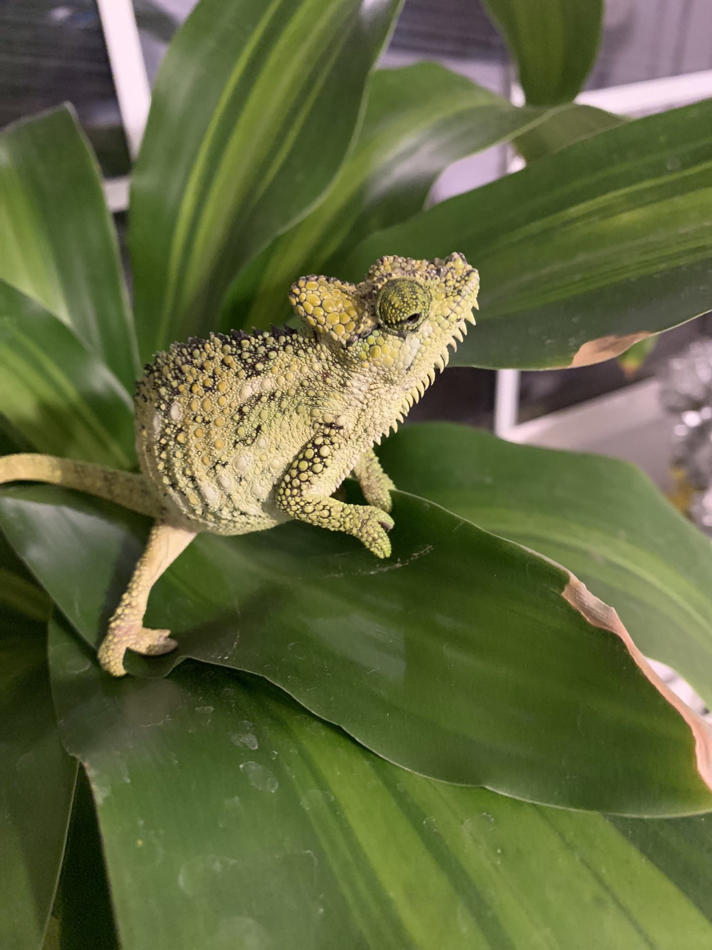Chomper