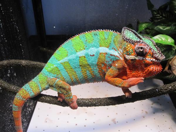 Chompers sayin' "hello".