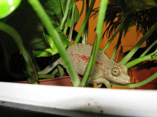 Christmas Chameleon - Harlie showing off her green and red look.