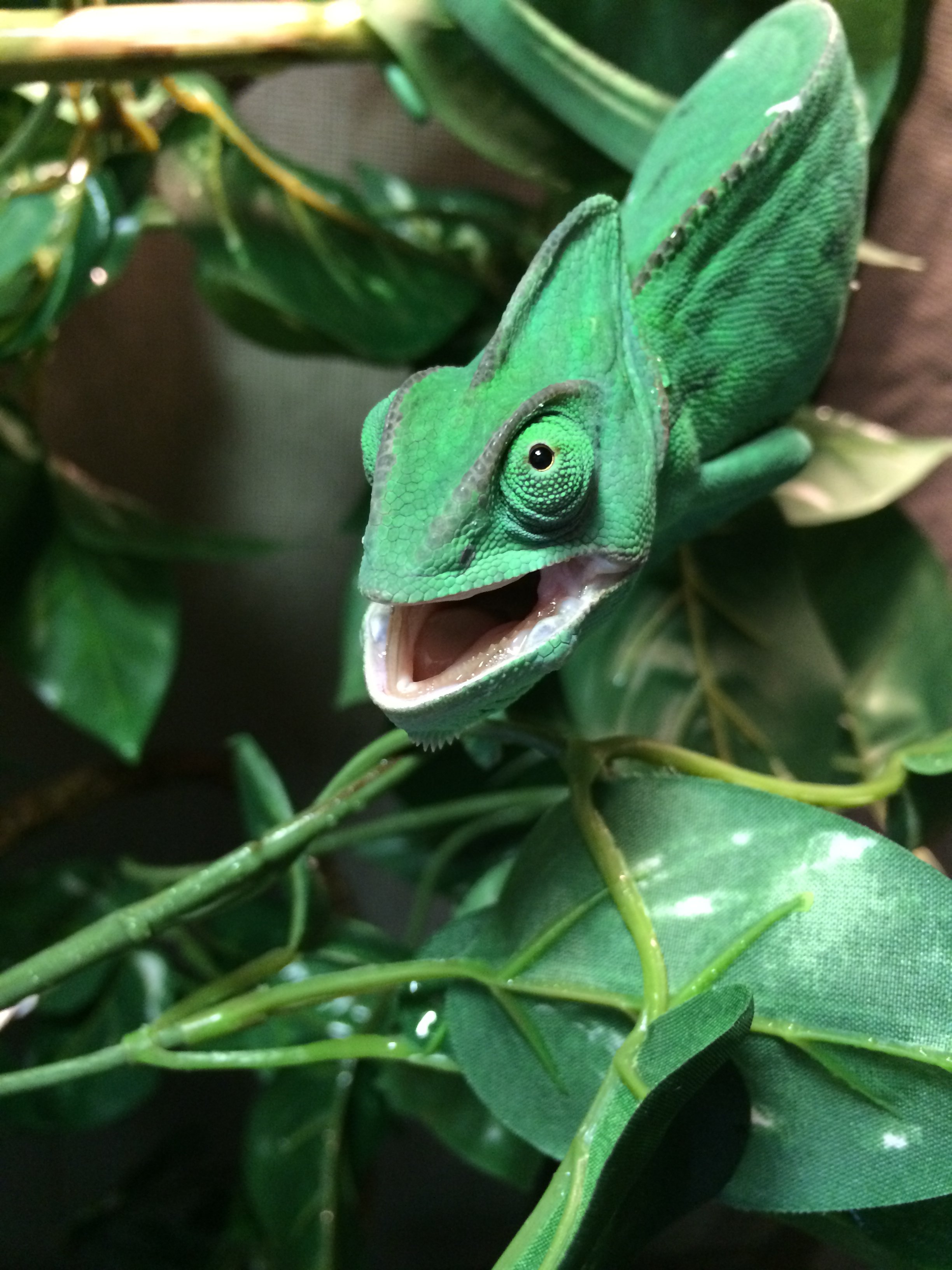 Chroma - Poss. Abcess On Each Side Of Mouth