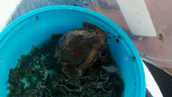 Chubby Frog named SirLoin