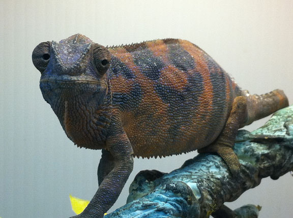 Chuckita. Nosy Faly female from Heroic Chameleons (USA).