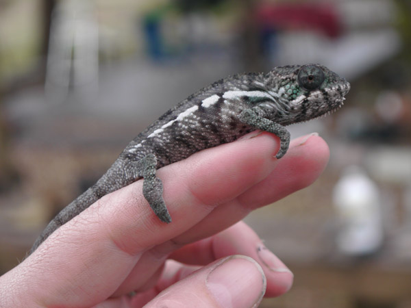 Circle Side Male