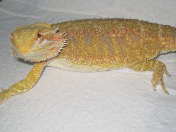 Citrus Female