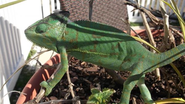 clair(01-30-2012)