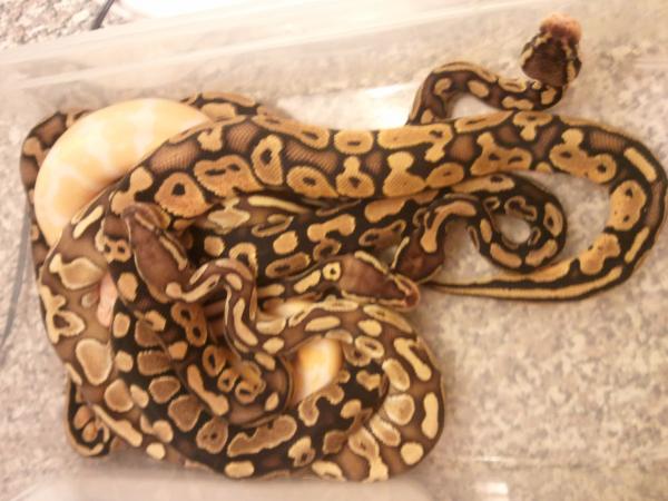 Cleaning the baby rack today put all the morphs in together for a tub shot