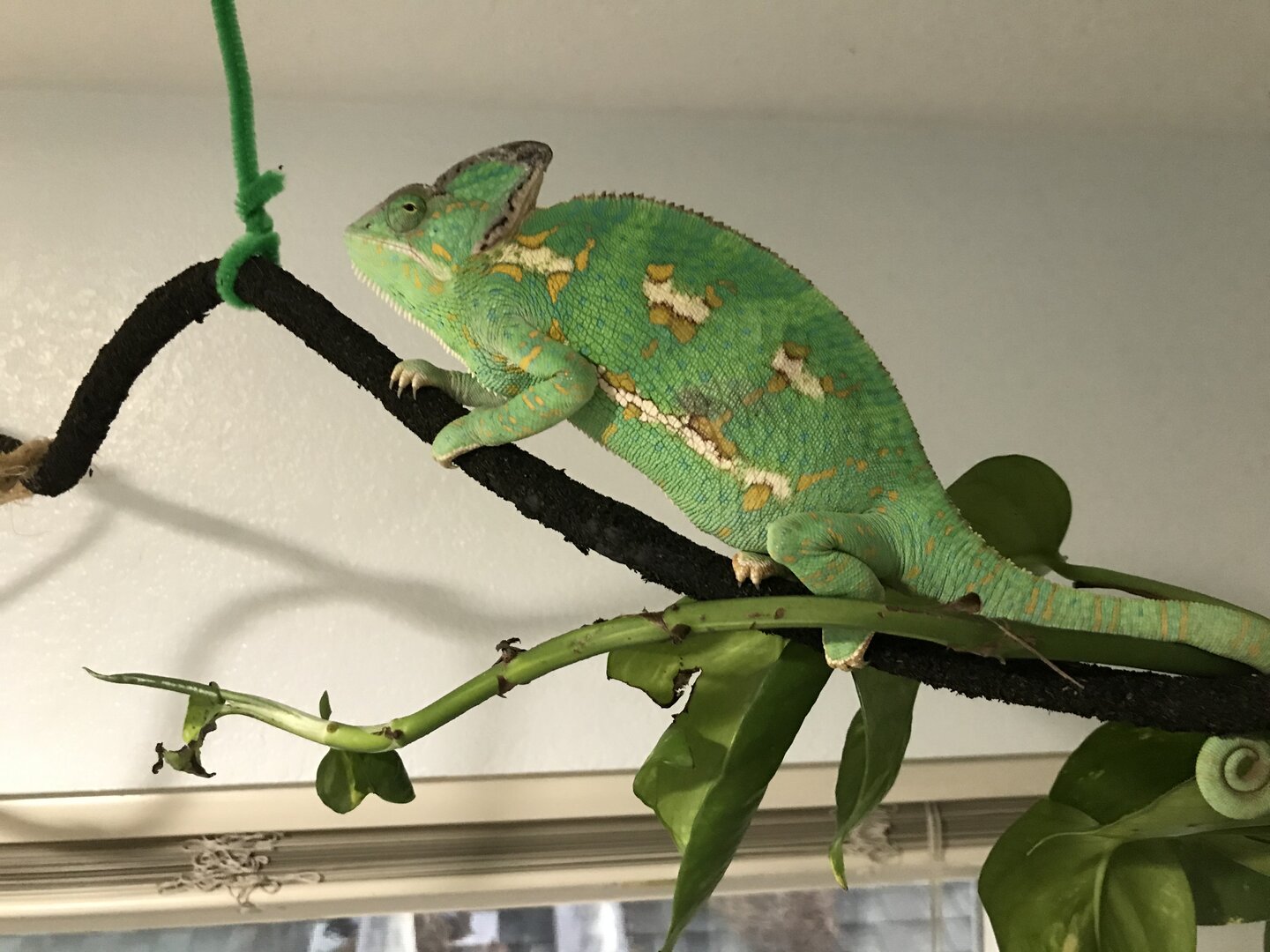 Climb | Chameleon Forums