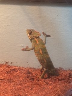 climbing around