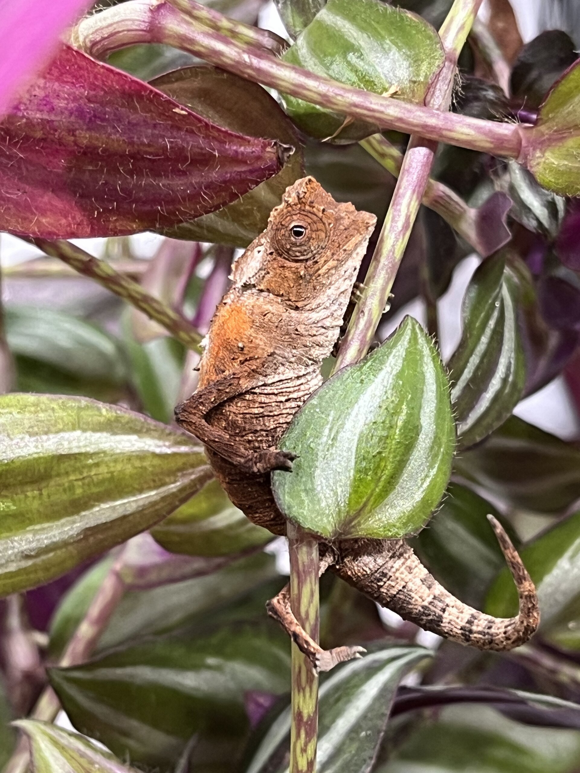 Climbing Brookesia stumpffi