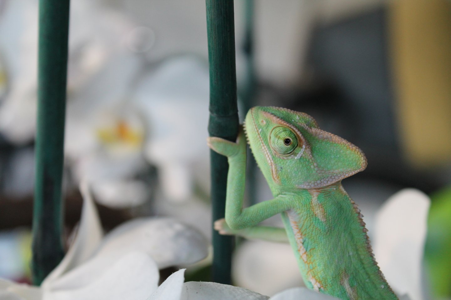 Climbing in mommies orchids.