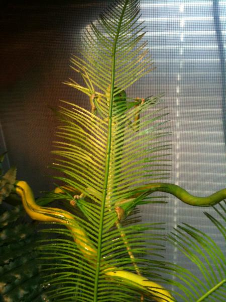 Climbing the back of the fern, holding on for dear life!