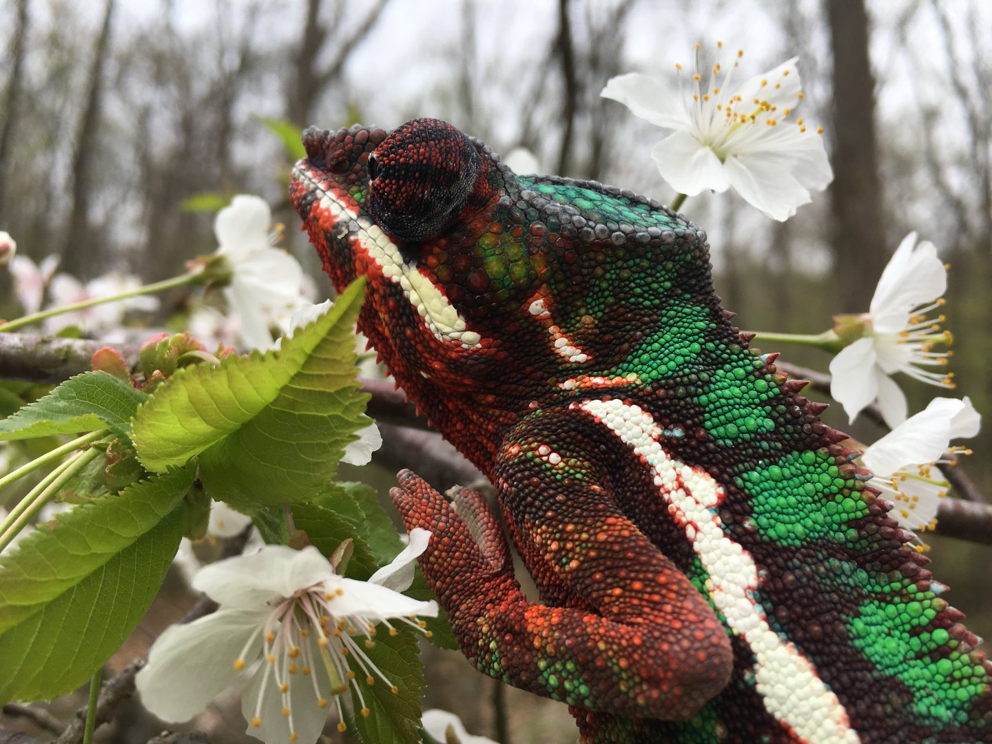 Climbing the lizard tree