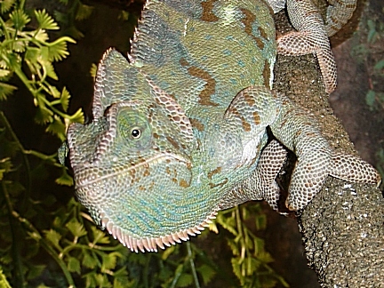 Close Up 1