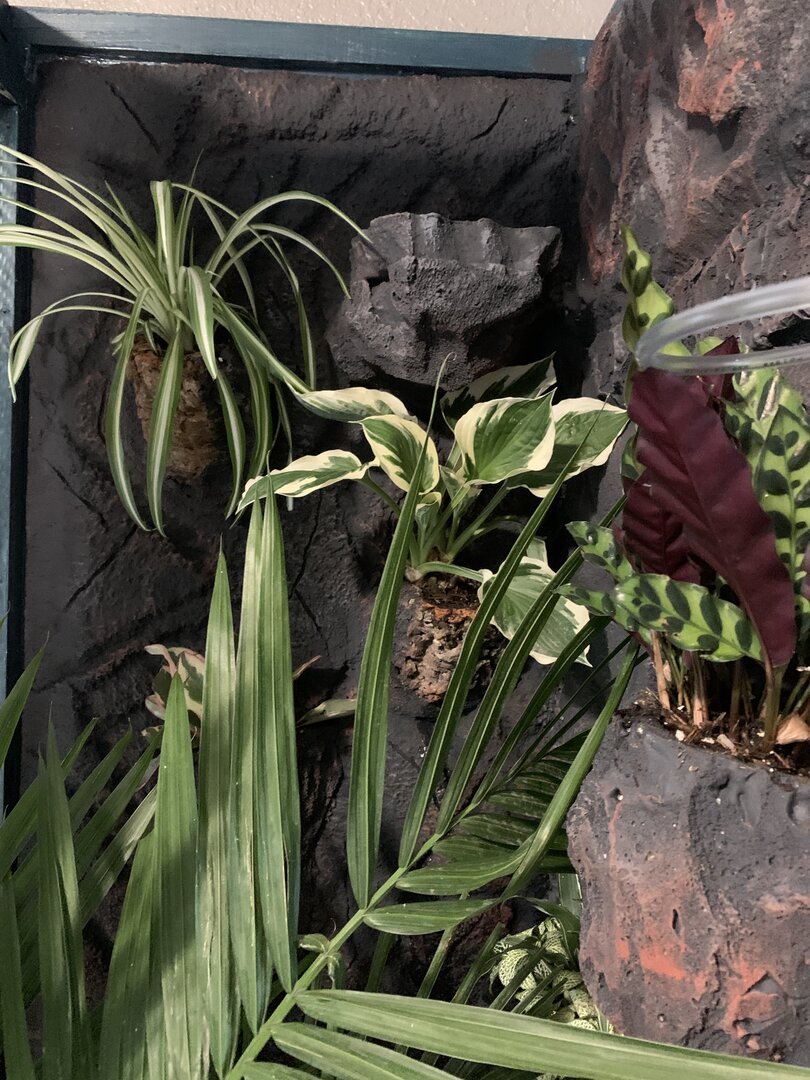 Close-up of faux rock wall with built in basking spot and plant pots.