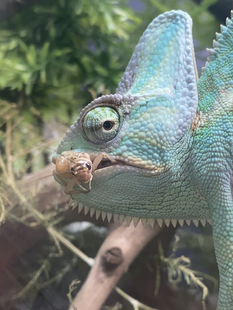 close up of rango eating a cricket