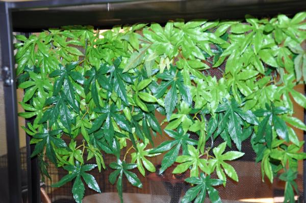 Close-up of the vines covering the back of the cage.