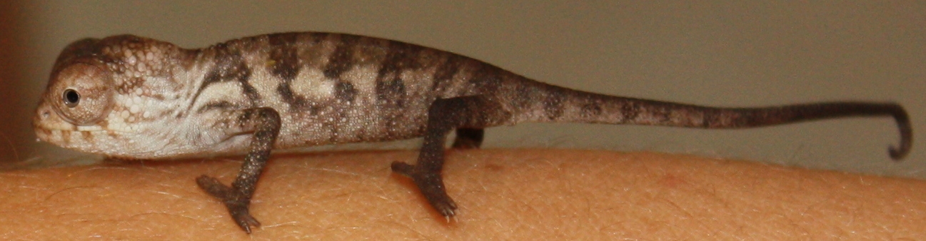 Close Up