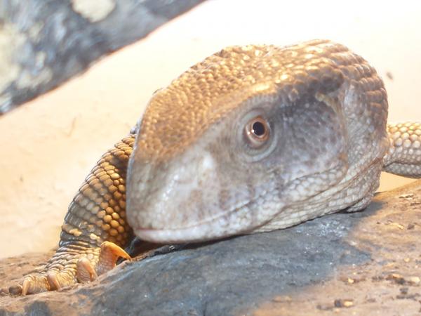 close ups 030