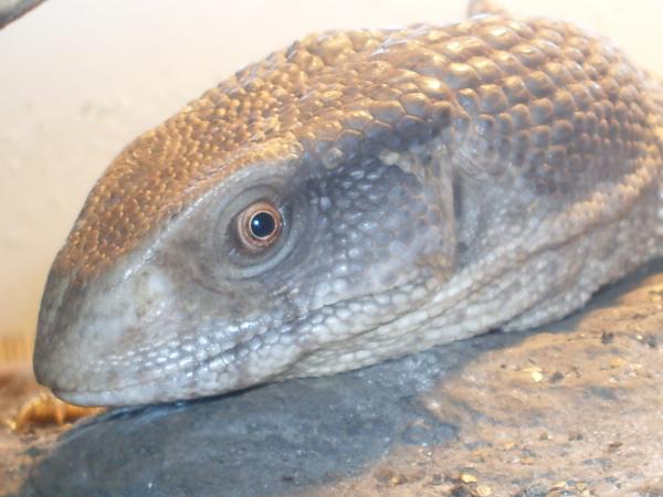 close ups 033