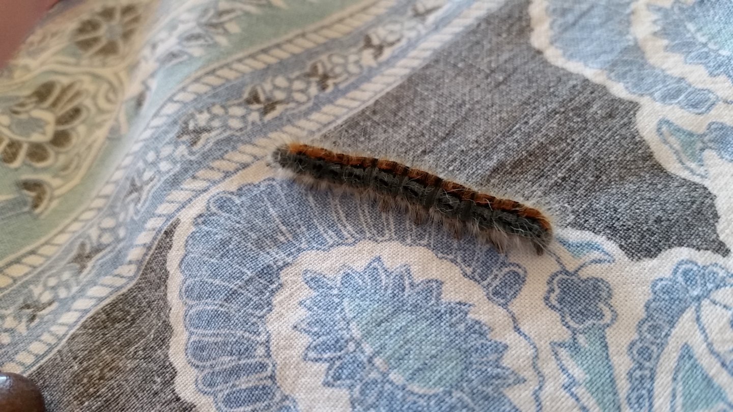 Closer-up caterpillar