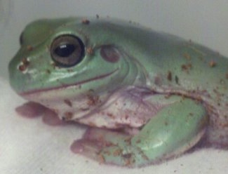 Closeup of TD
